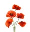 Five red poppies isolated on white background