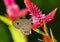 Five-ring butterfly or Ypthima baldus embracing Celosia argentea flower