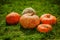 Five ripe orange pumpkins