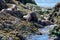 Five river otters feed on a wolf eel on seaweed covered rocks at low tide