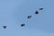 Five rooks corvus frugilegus in flight in blue sky