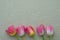 Five rose tulips on light background, woman day conc
