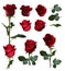 Five roses isolated from different angles on a white background