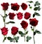 Five roses isolated from different angles on a white background
