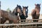 Five rural horses at the feeder behind the fence.