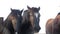 Five rural horses at the feeder behind the fence.