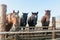 Five rural horses at the feeder behind the wooden fence.