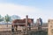 Five rural horses at the feeder behind the wooden fence.