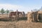 Five rural horses at the feeder behind the wooden fence