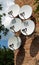 Five satellite dish antennas are mounted on the wall of a brick building