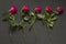 Five scarlet red purple beautiful sluggish and wilted roses lie in a row one after another on a black modern background. The