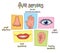 Five senses vector