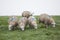 Five sheep on grassy in holland