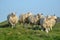 Five sheep on top of a hill