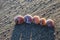 Five shells of moon snail on the sandy beach