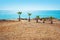 Five short palm trees on the barren beach