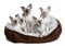 Five Siamese Kittens sitting in cat bed