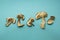 Five slices of dry boletus mushrooms  on blue background
