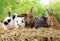 Five small adorable rabbits, baby fluffy rabbits sitting on dry straw