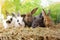 Five small adorable rabbits, baby fluffy rabbits sitting on dry straw,green nature background