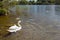 Five small cute cygnet and mother swan in river Corrib, Galway city, Ireland. Warm sunny day. Nature environment