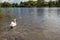 Five small cute cygnet and mother swan in river Corrib, Galway city, Ireland. Warm sunny day. Nature environment