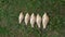 Five small fresh fish carps on the grass.