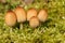 Five small Glistening Inkcap Coprinellus micaceus growing out moss.