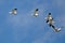 Five Snow Geese Flying in a Blue Sky