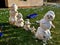 five snowmen are slowly melting on the lawn in the garden. the children