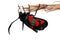 Five-spot Burnet