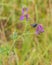 A Five-spot Burnet on Alfalfa Plant