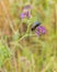 A Five-spot Burnet on Alfalfa Plant