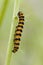 Five spot Burnet Caterpillar
