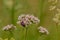 Five-spot burnet moth on a common valerian flowers, close up - Valeriana officinalis