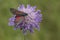 Five Spot Burnet moth wings open on small scabious plant
