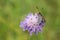 Five Spot Burnet on small scabious plant.