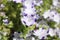 Five Spot flower - Nemophila Maculata