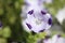 Five Spot flower - Nemophila Maculata