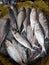 Five-spot Herring, Hilsa Kelee shad Tenualosa ilisha fishes on ice for sale in fish market with silvery scale