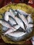 Five-spot Herring, Hilsa Kelee shad Tenualosa ilisha fishes on ice for sale in fish market with silvery scale