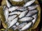 Five-spot Herring, Hilsa Kelee shad Tenualosa ilisha fishes on ice for sale in fish market with silvery scale