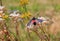 Five-spot moth, sitting on saxifraga wildflower