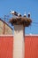 Five Storks In The Nest