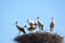 Five storks standing in the nest, lake of ivars and vilasana, lerida