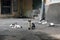 Five street cats