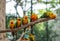 Five Sun Conure Parrot birds perching on a branch with green tree bokeh background