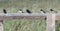 Five Swallow Fledglings Perhed on a wooden fence