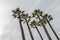 Five tall  palms isolated with lineal clouds sky.