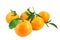 Five tangerines with leaves